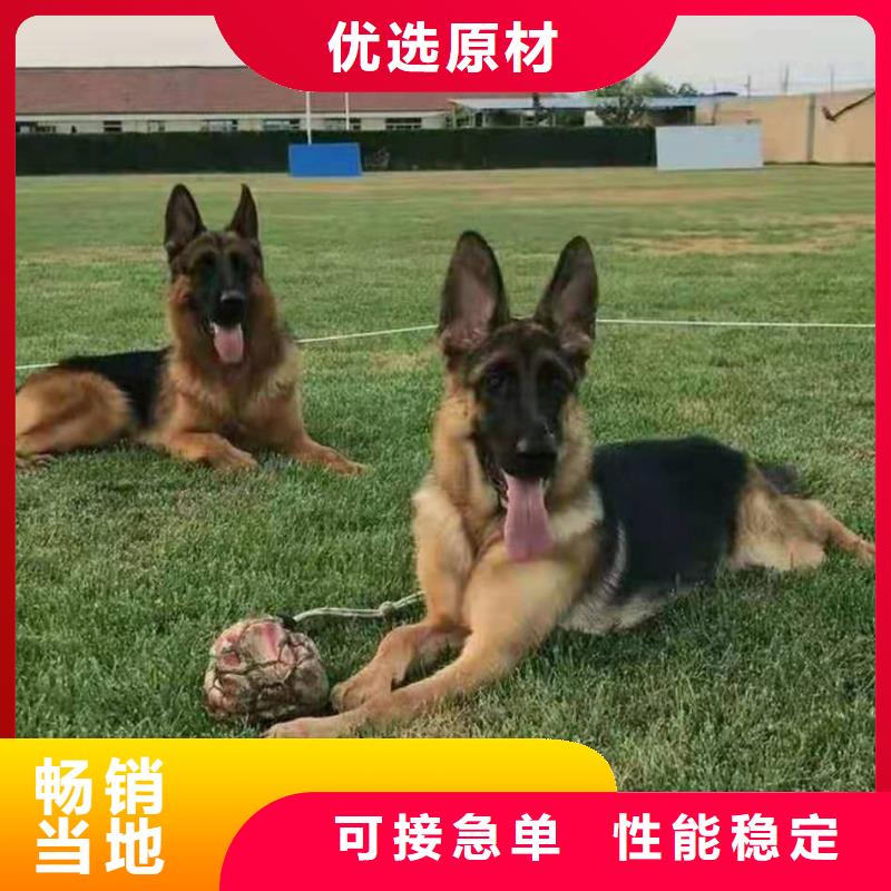 德国牧羊犬,黑狼现货直供