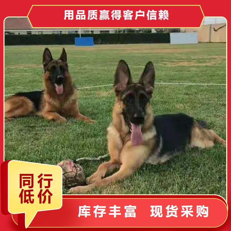 德国牧羊犬-卡斯罗犬资质认证