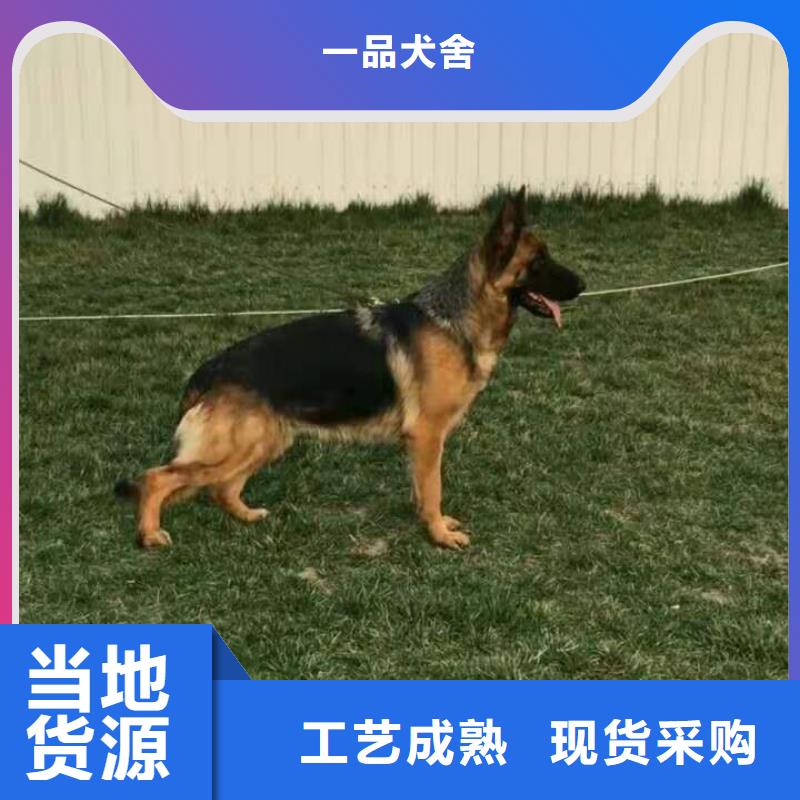 【德国牧羊犬】卡斯罗犬批发货源