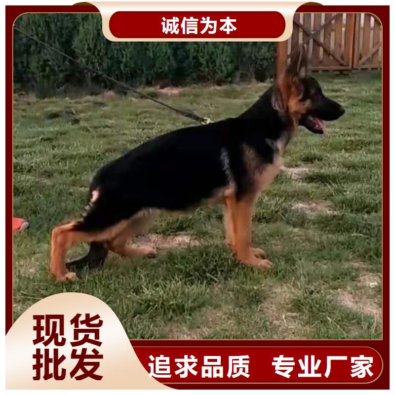 德国牧羊犬马犬品质值得信赖