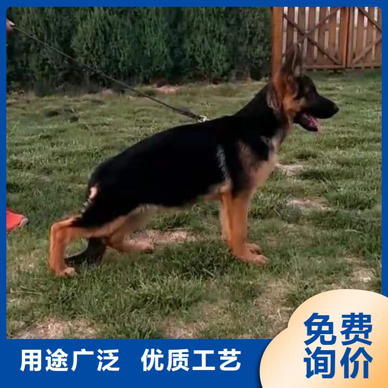 【德国牧羊犬罗威纳犬快速报价】