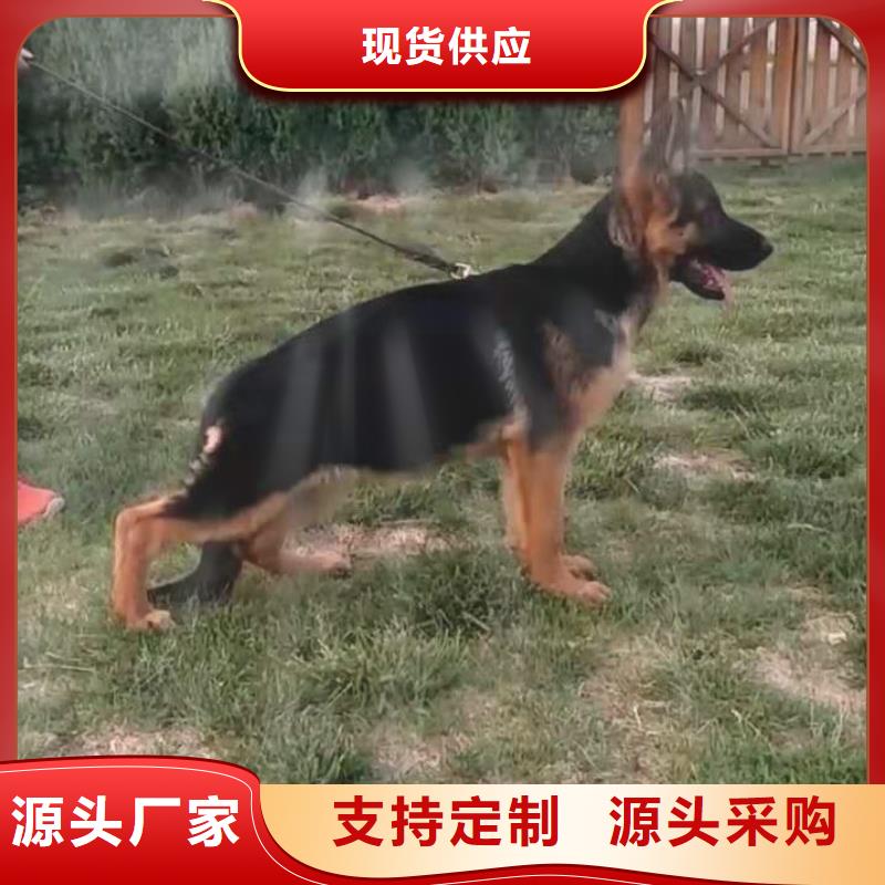 德国牧羊犬卡斯罗犬货真价实