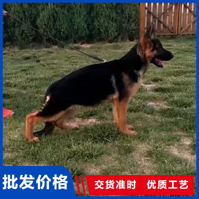 德国牧羊犬,德牧犬N年生产经验