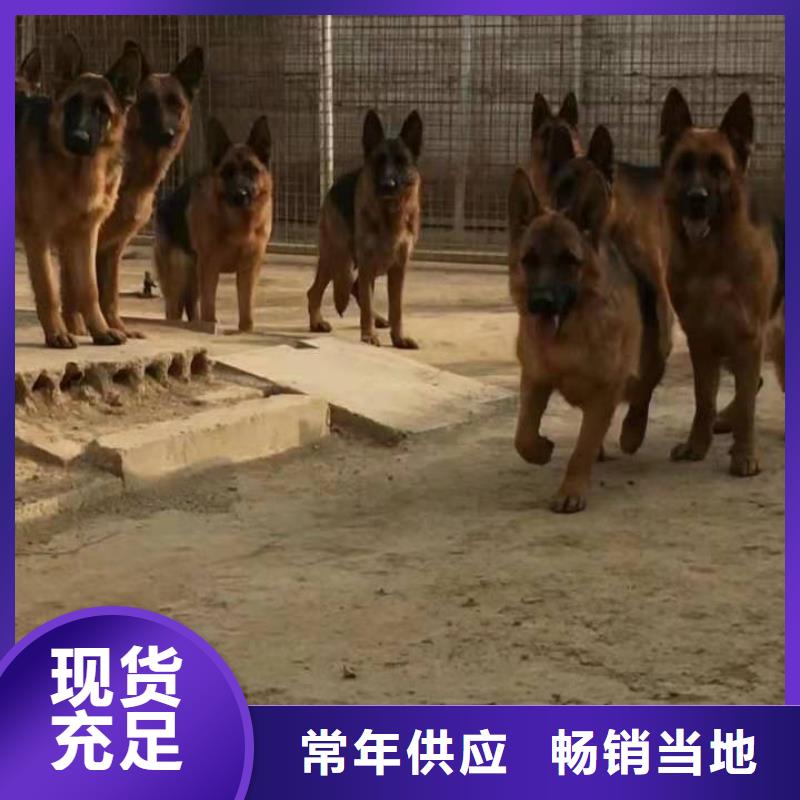 德国牧羊犬,【罗威纳犬】实力派厂家