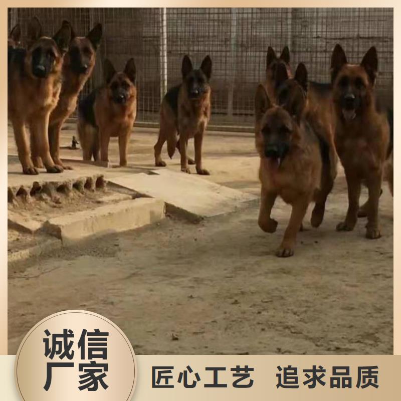 德国牧羊犬_德牧犬高标准高品质