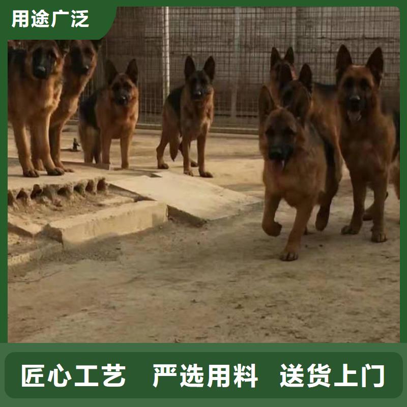 德国牧羊犬_【德牧犬】追求品质