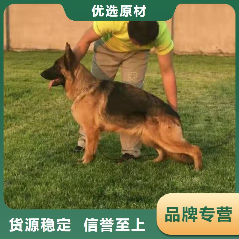 德国牧羊犬【黑狼】的简单介绍