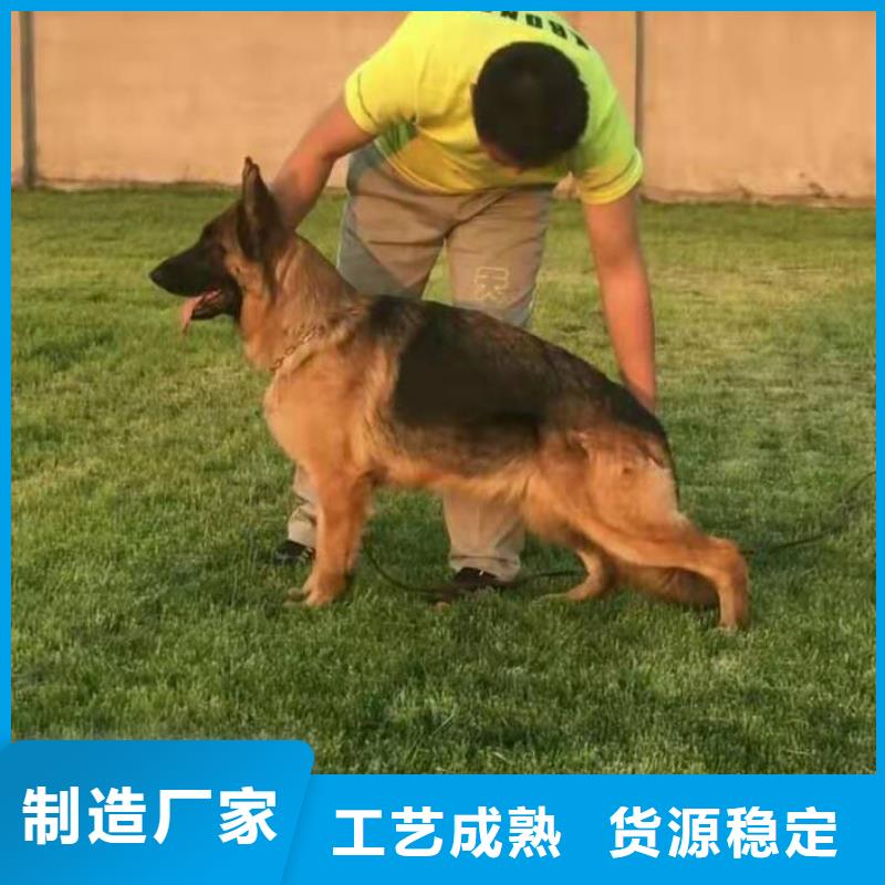 德国牧羊犬拉布拉多犬优选货源