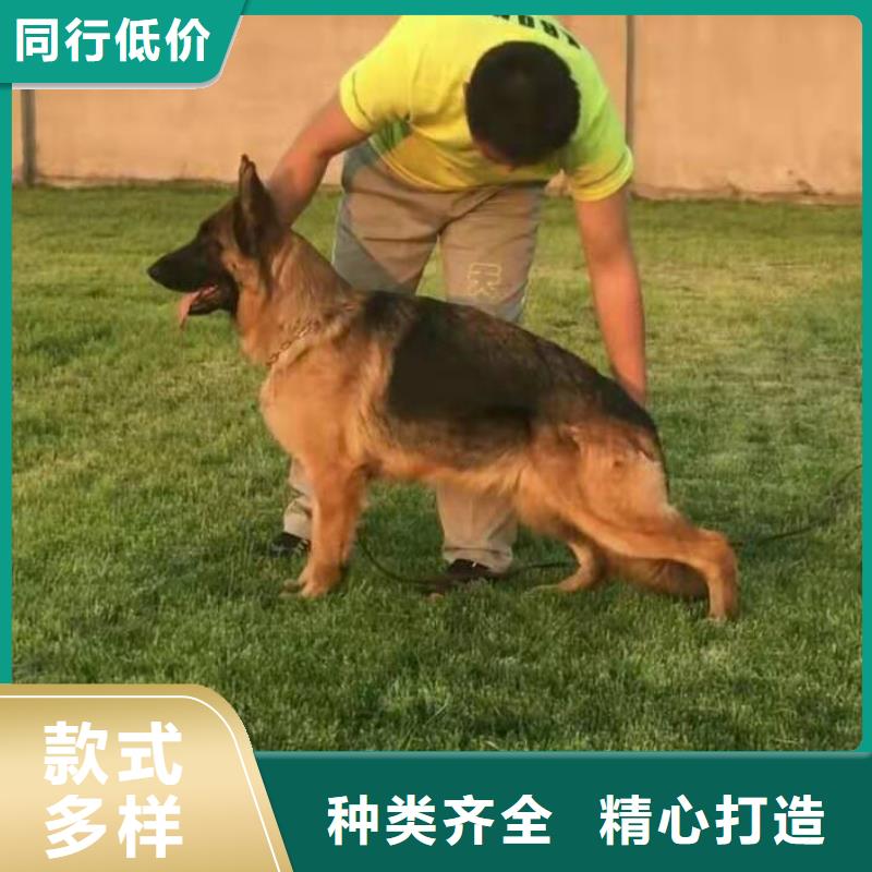 德国牧羊犬,德牧犬大量现货供应