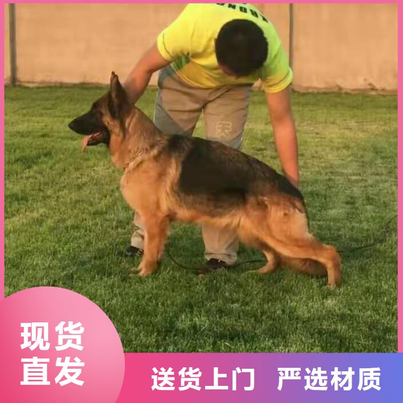 德国牧羊犬杜高犬一手货源