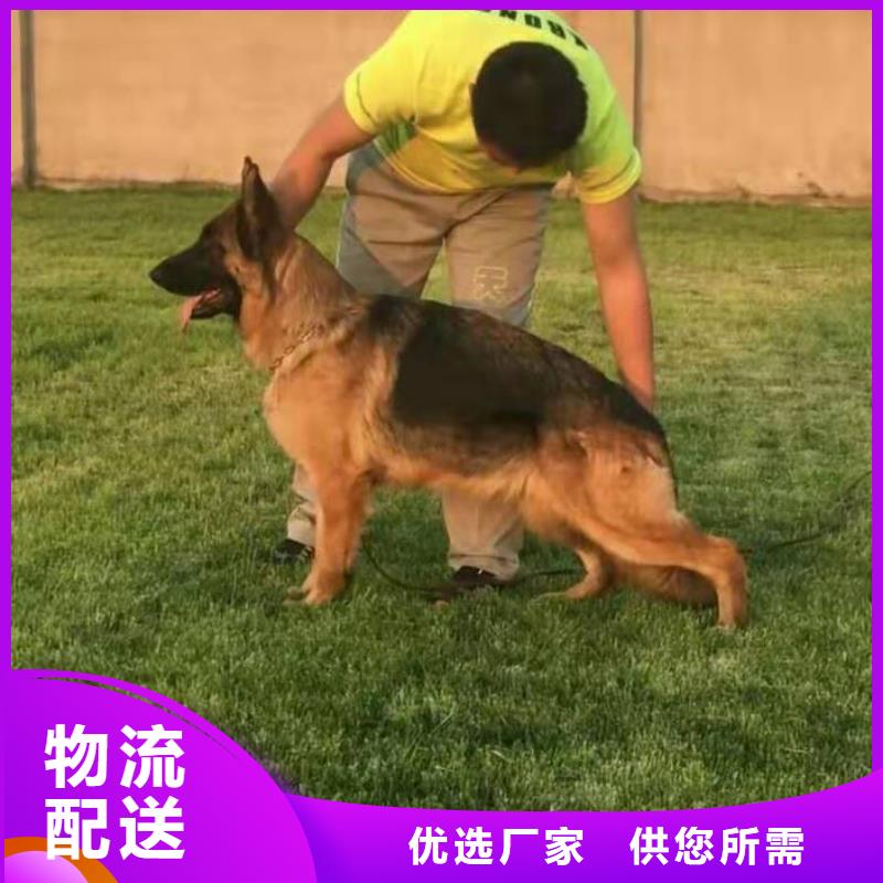 【德国牧羊犬_卡斯罗犬实力公司】