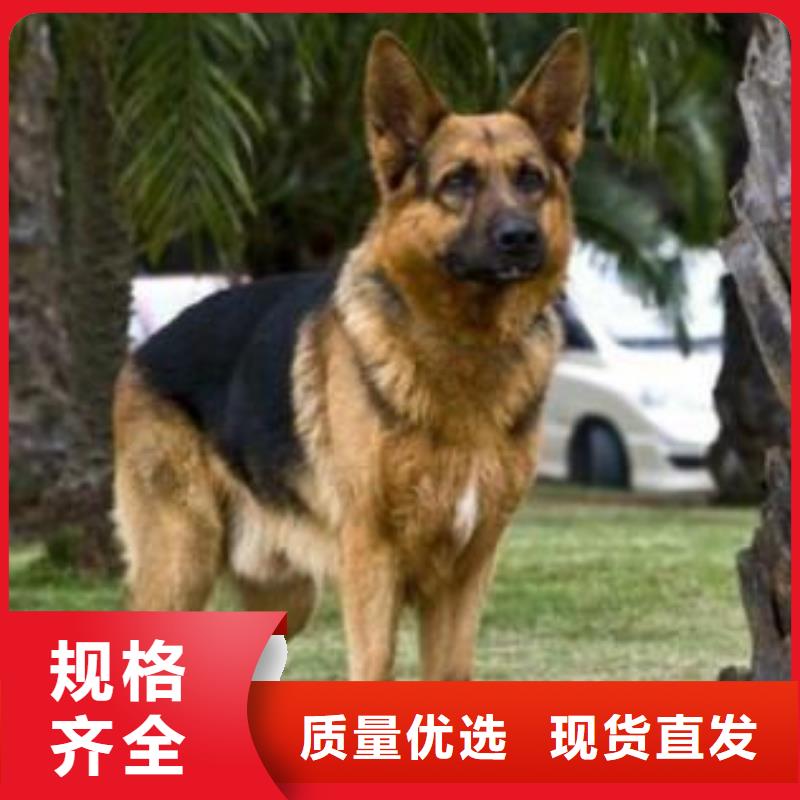 德国牧羊犬【杜高犬】源头厂家供应