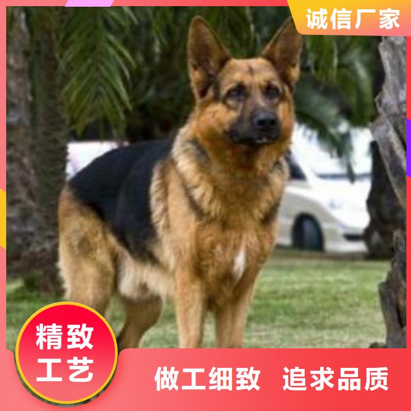 德国牧羊犬-德牧犬工厂直营