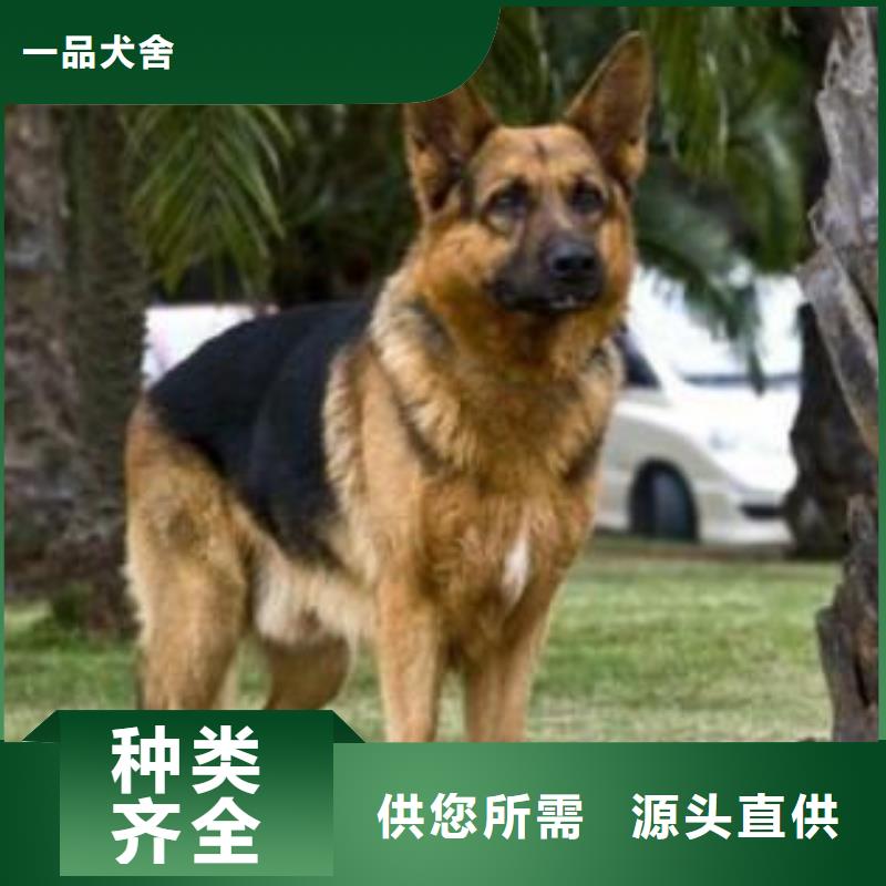 德国牧羊犬,德牧犬产地货源