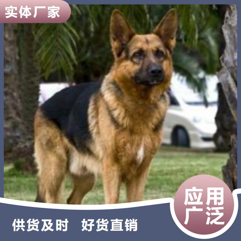 德国牧羊犬,黑狼质检严格放心品质