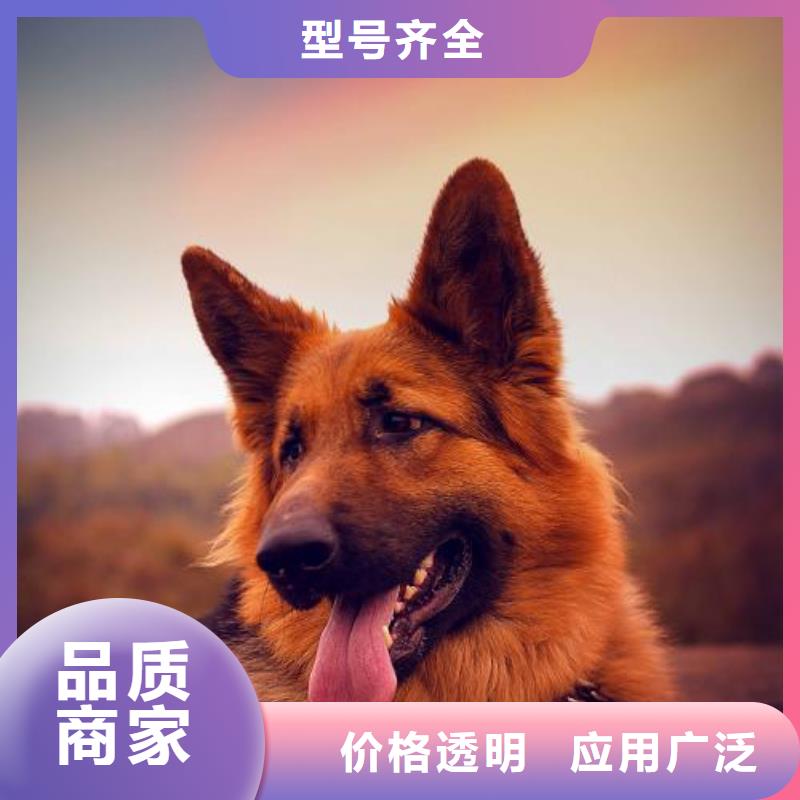 德国牧羊犬,【杜宾犬】精工打造