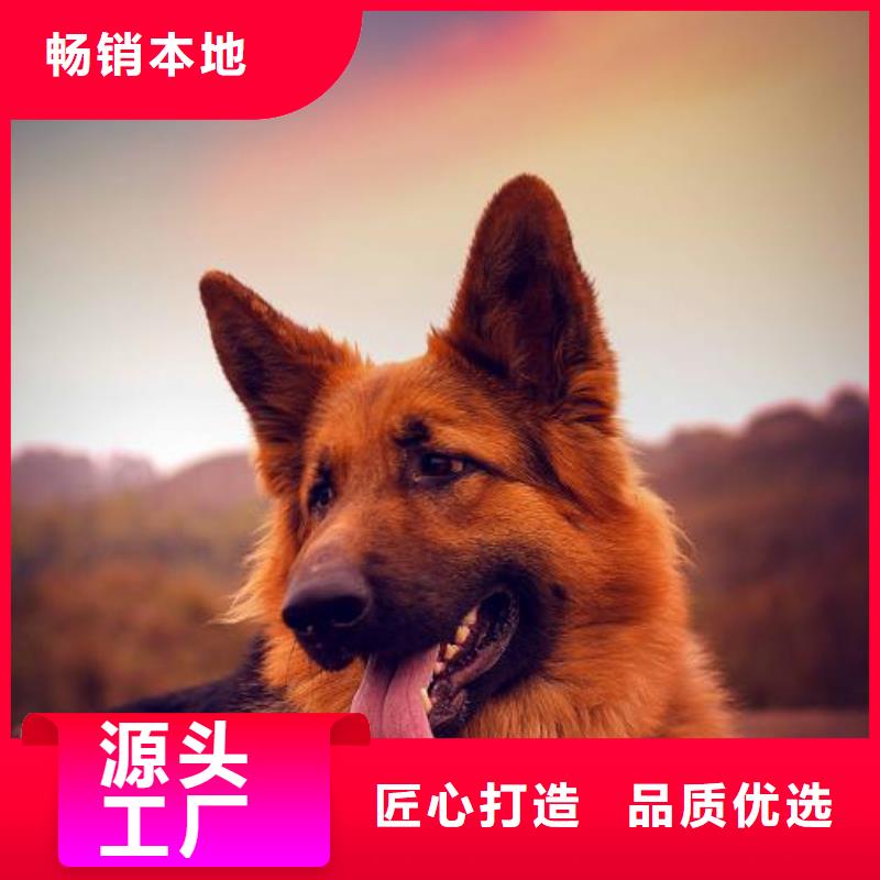 德国牧羊犬,德牧犬产地货源