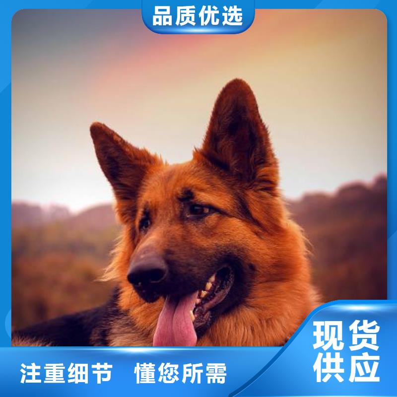 德国牧羊犬,黑狼质检严格放心品质