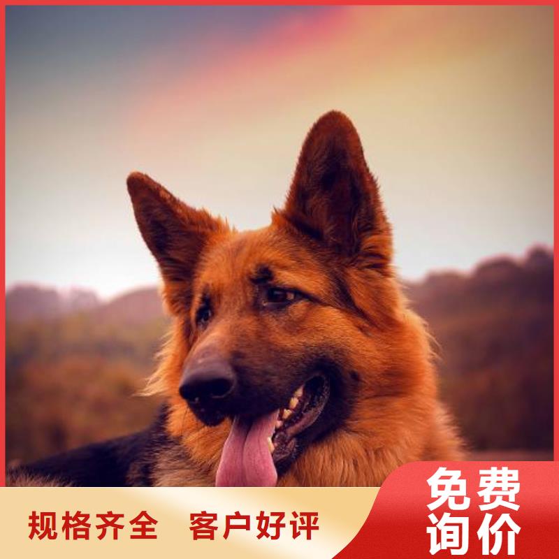 德国牧羊犬杜高犬质量层层把关