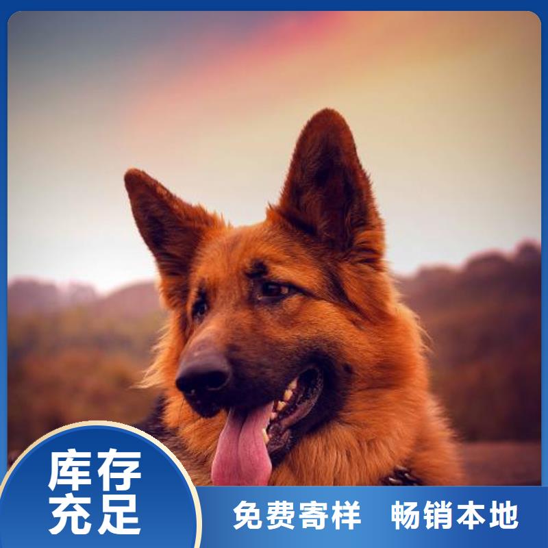 德国牧羊犬,马犬口碑好实力强