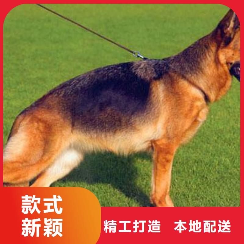 德国牧羊犬马犬产品优势特点