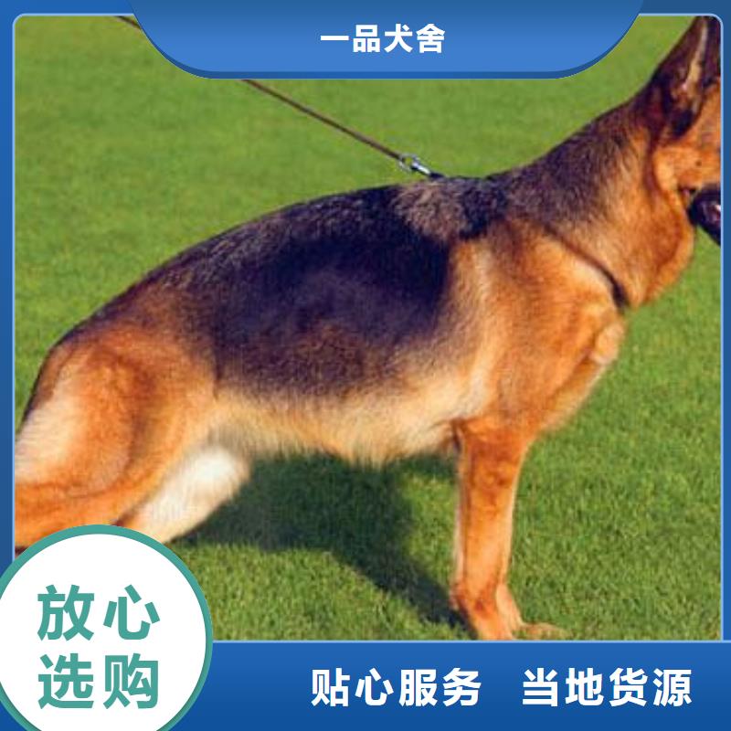 德国牧羊犬_【德牧犬】追求品质