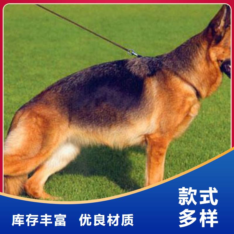 【德国牧羊犬】杜宾犬今年新款