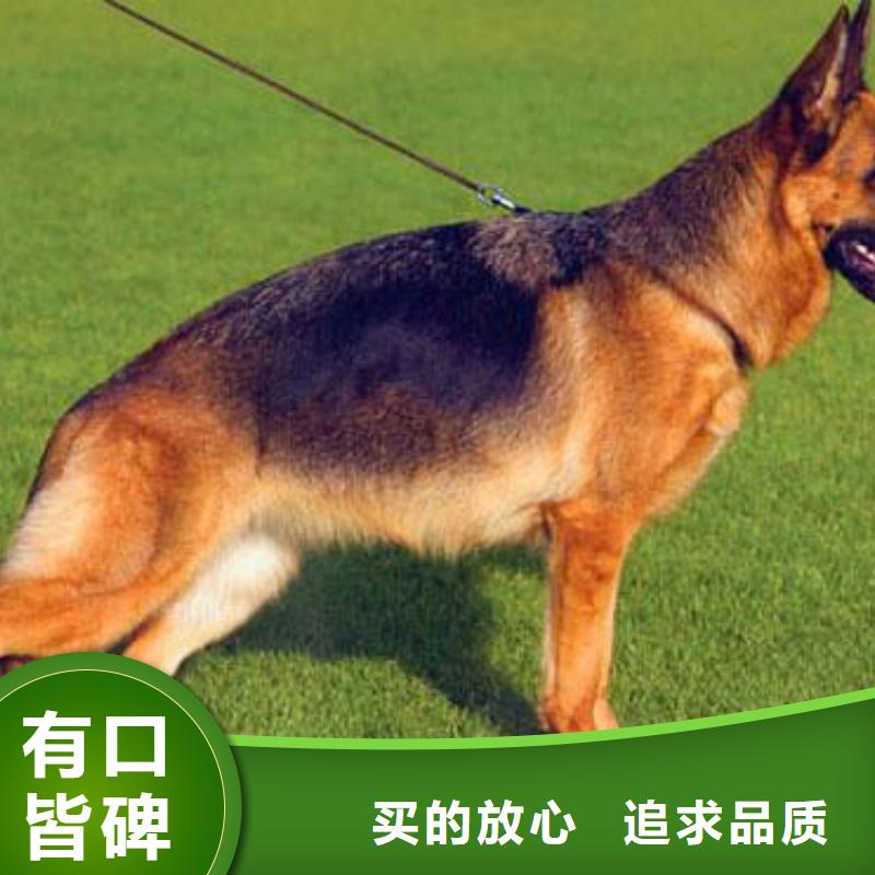 德国牧羊犬,【杜高犬】现货快速采购