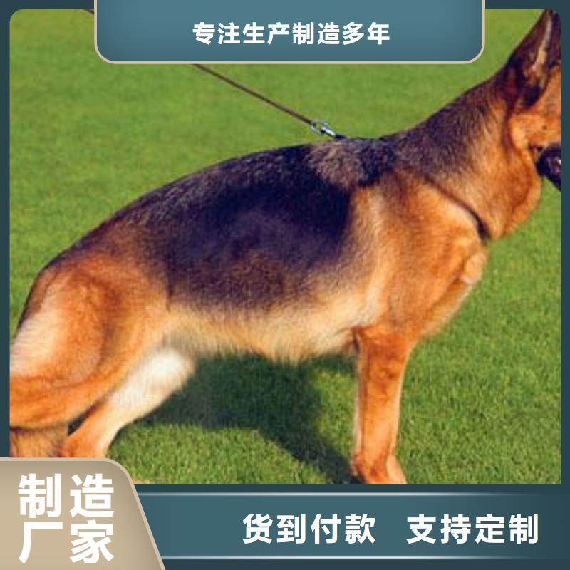 德国牧羊犬,德牧犬N年生产经验