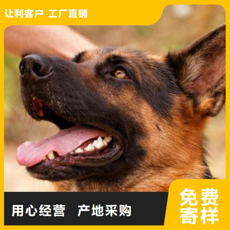 德国牧羊犬德牧犬品质无所畏惧