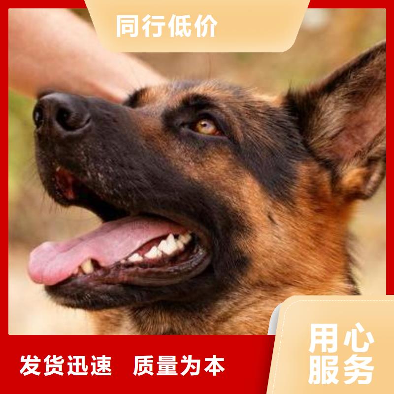 【德国牧羊犬-高加索犬货真价实】