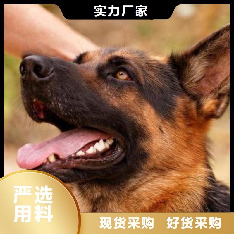 德国牧羊犬,【杜宾犬】精工打造