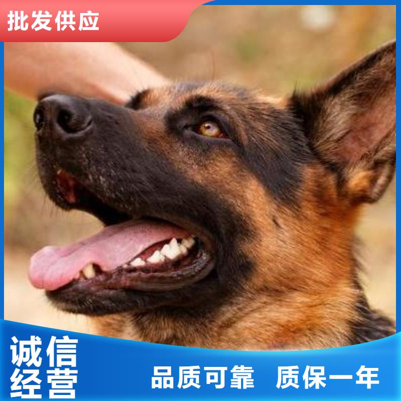 德国牧羊犬_马犬省心又省钱