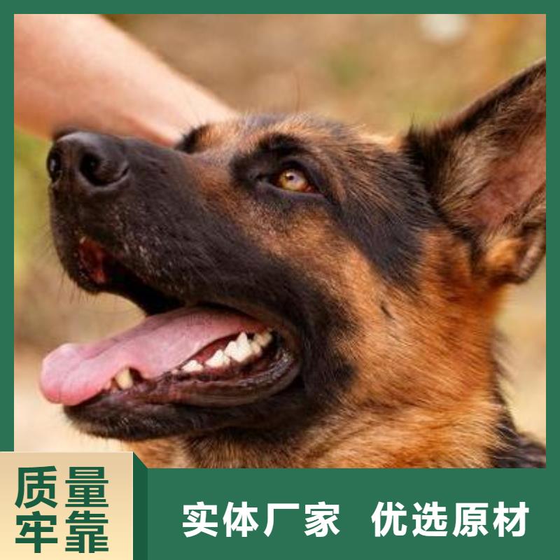 德国牧羊犬卡斯罗犬源厂直接供货