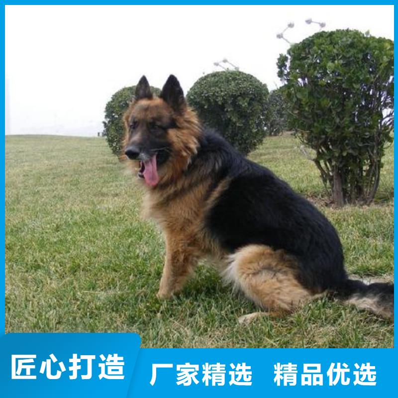 德国牧羊犬马犬品质值得信赖