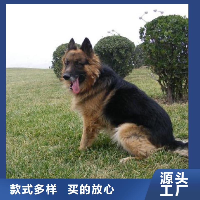 【德国牧羊犬黑狼N年专注】