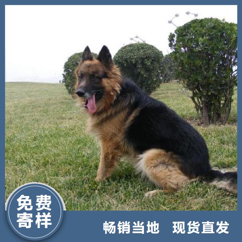 德国牧羊犬拉布拉多犬放心得选择