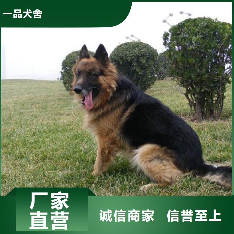 【德国牧羊犬_卡斯罗犬实力公司】