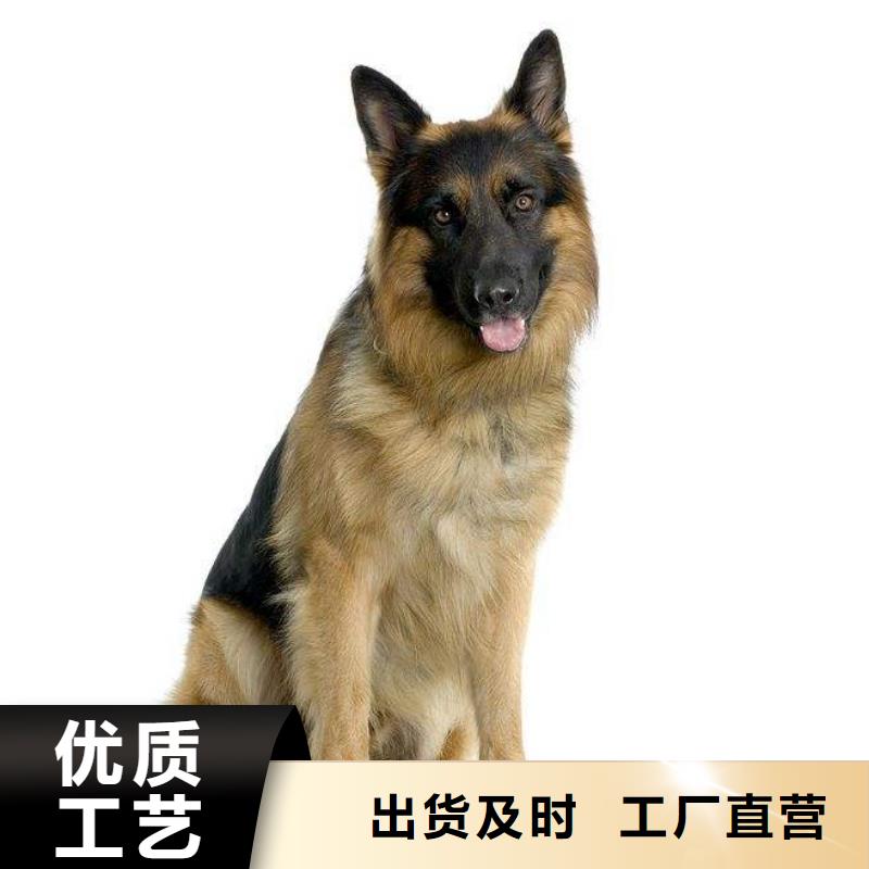 德国牧羊犬,黑狼现货直供