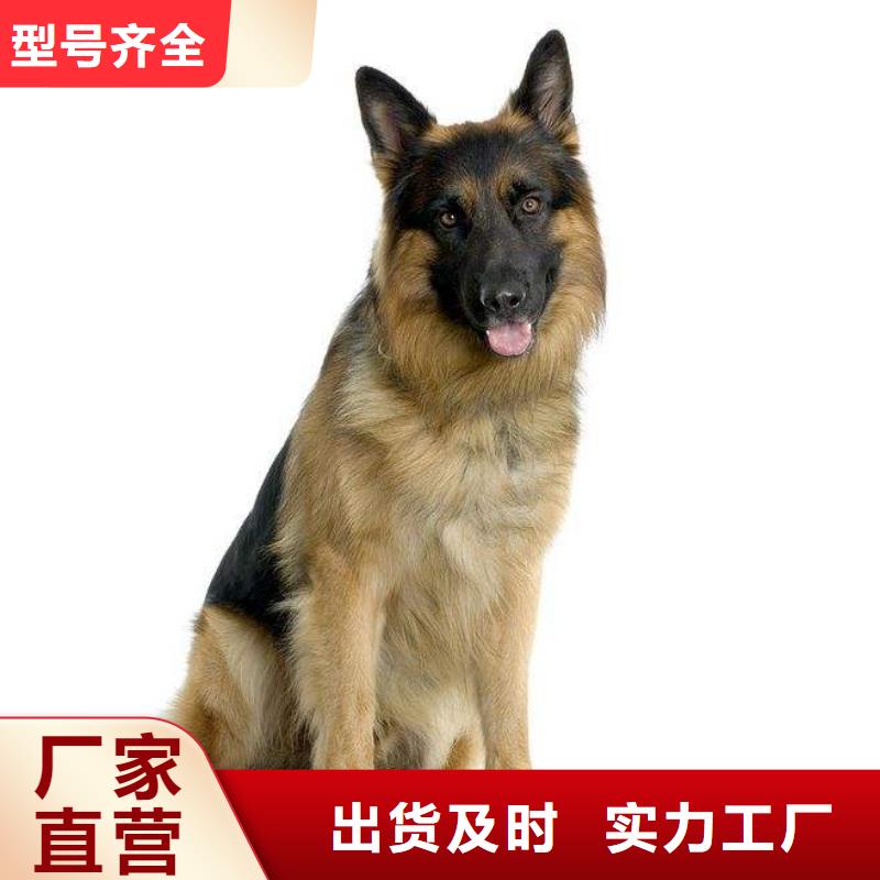 德国牧羊犬_德牧犬高标准高品质