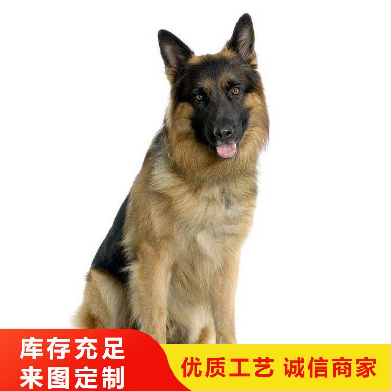 德国牧羊犬,马犬口碑好实力强