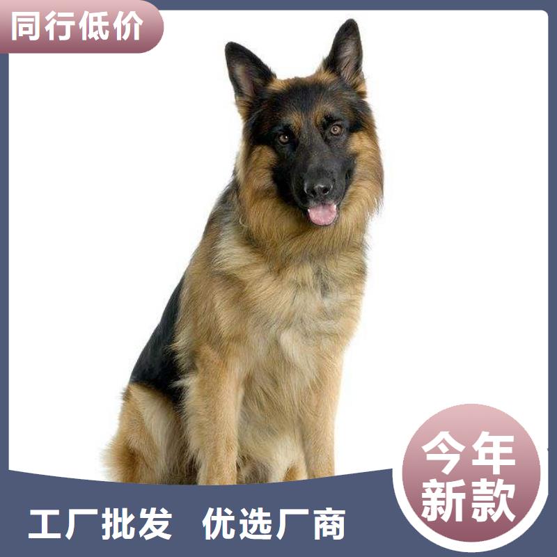 德国牧羊犬德牧犬今日新品