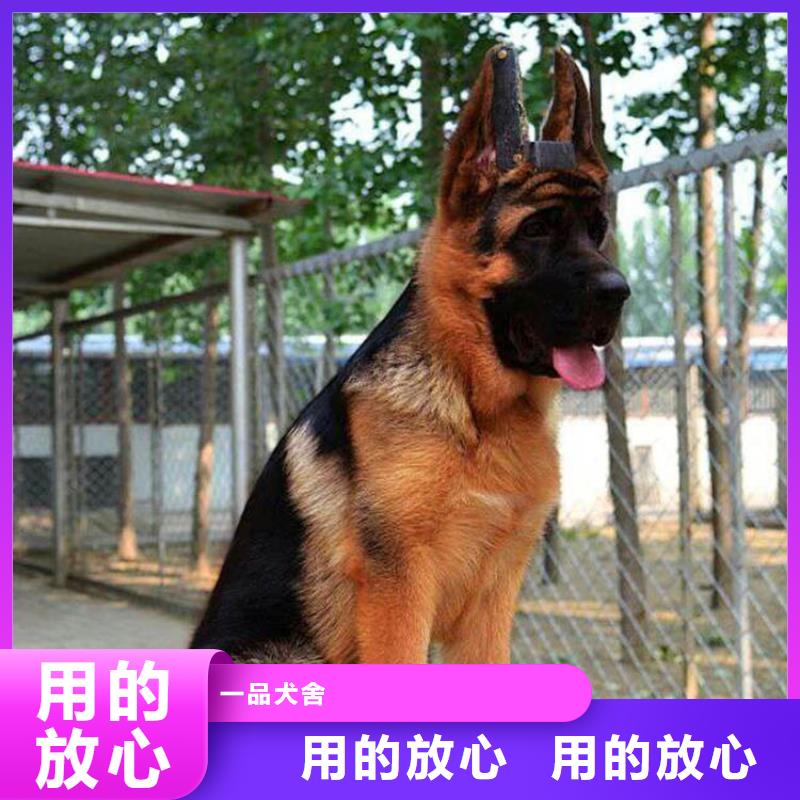 德国牧羊犬高加索犬匠心工艺