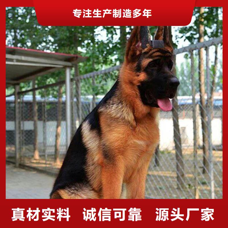 德国牧羊犬,【罗威纳犬】实力派厂家