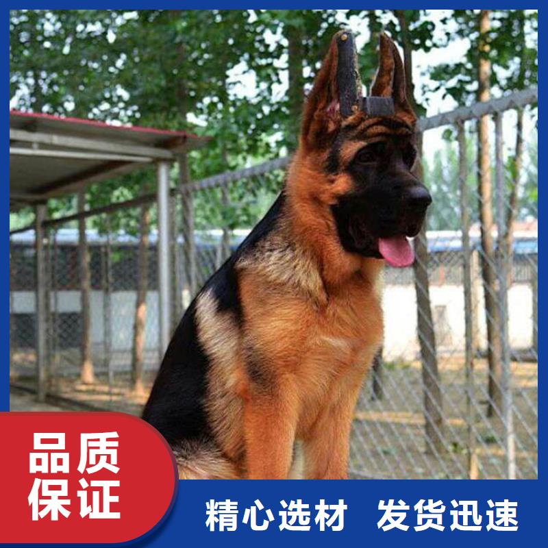 德国牧羊犬-【德牧犬】生产加工