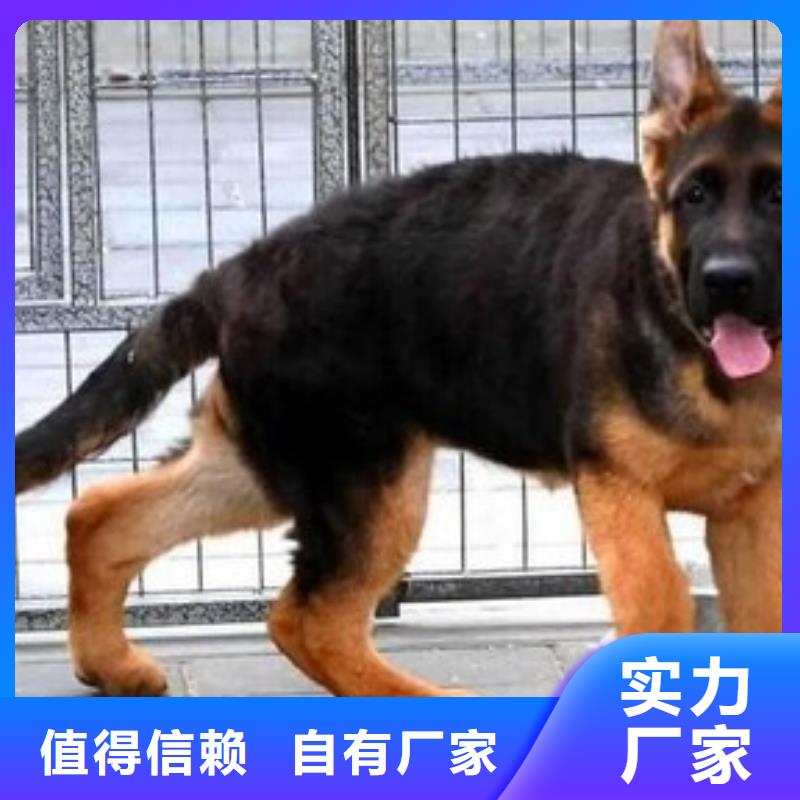 德国牧羊犬马犬订制批发