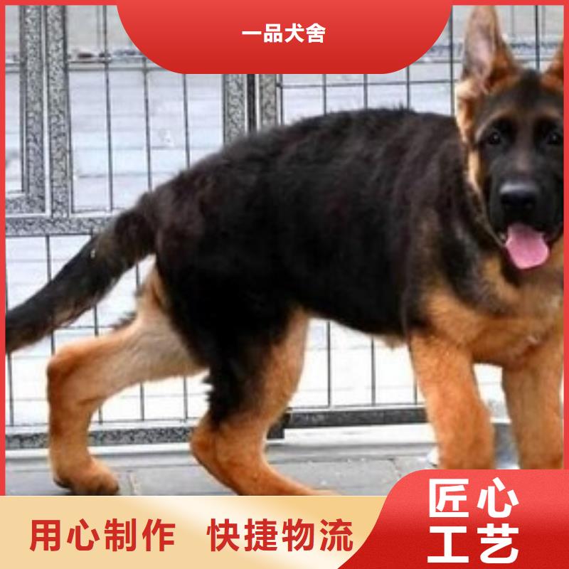 德国牧羊犬德牧犬今日新品