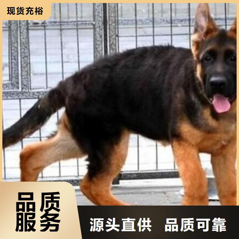 德国牧羊犬德牧犬现货齐全售后无忧