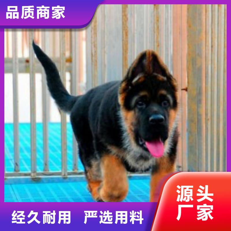 【德国牧羊犬拉布拉多犬厂家大量现货】