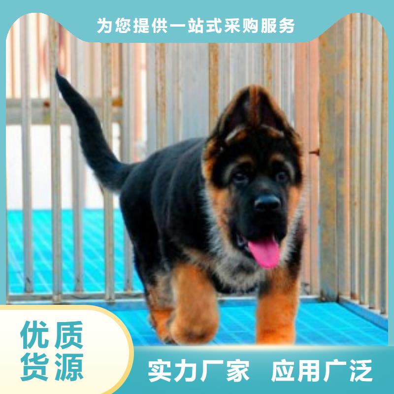 德国牧羊犬卡斯罗犬使用方法